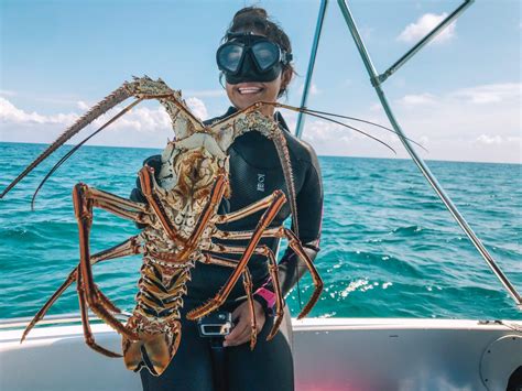 釣龍蝦的最佳季節：探究最佳龍蝦攆捕時節及其相關趣話